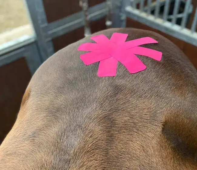 Kinesiotaping konia