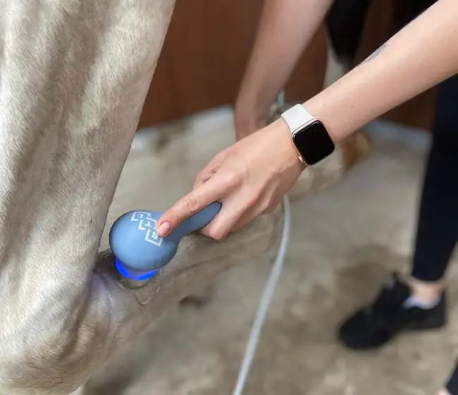 Sonoterapia konia